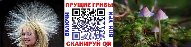 где купить наркоту Елизаветинская ссылка на мегу ССЫЛКА Псилоцибиновые грибы MAGIC MUSHROOMS